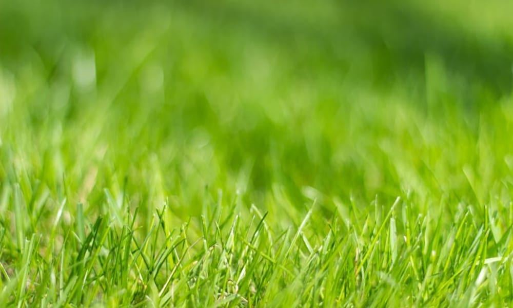 gras bij nieuwsbericht grasmaand snelwandelwedstrijd